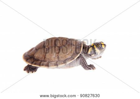 Yellow-spotted River Turtle, Podocnemis unifilis, on white