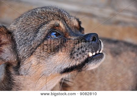Retrato do cão