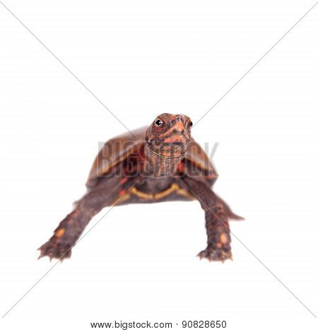The Ryukyu leaf turtle, Geoemyda japonica, on white