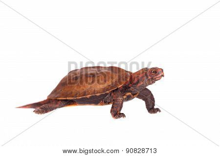 The Ryukyu leaf turtle, Geoemyda japonica, on white