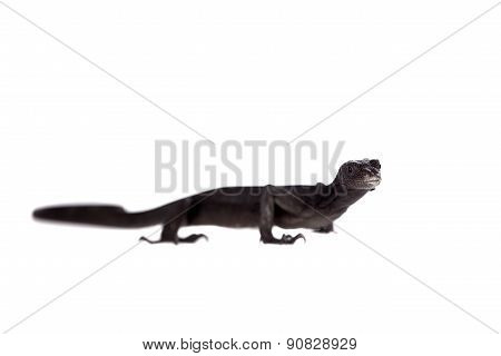 Black tree monitor lizard, varanus beccari, on white