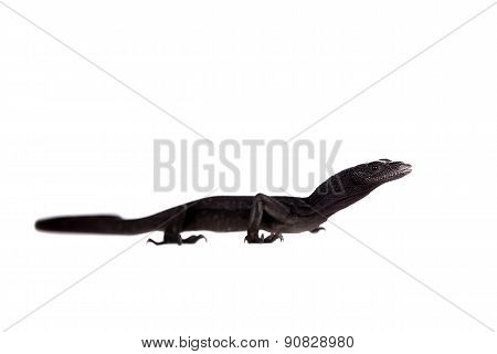 Black tree monitor lizard, varanus beccari, on white