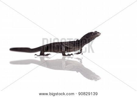 Black tree monitor lizard, varanus beccari, on white