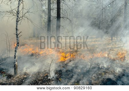 wildfire
