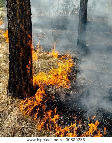 wildfire