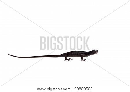 Black tree monitor lizard, varanus beccari, on white