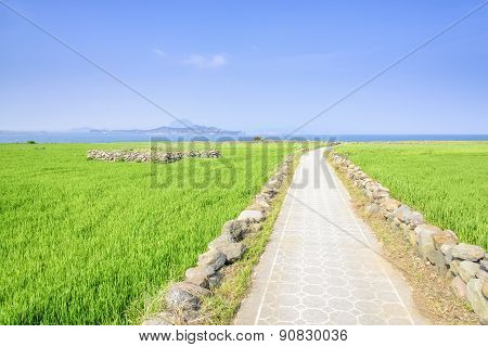 Landscape Of Green Barley Field And Horizon