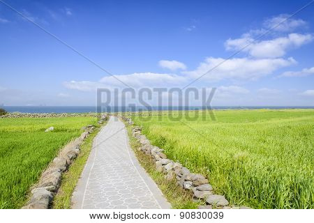 Landscape Of Green Barley Field And Horizon
