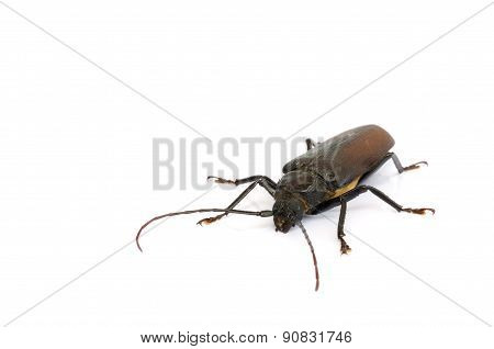 Long Horn Beetles.