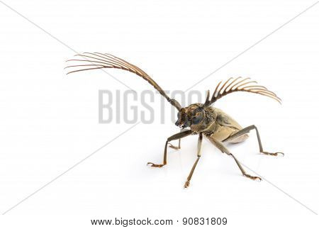 Long  Horn Beetles .