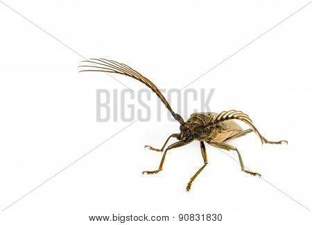 Long  Horn Beetles .
