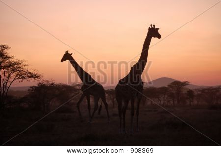 Girafe au coucher du soleil africain