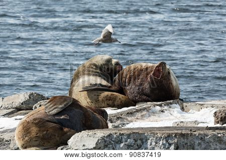Rookery Steller Sea Lion Or Northern Sea Lion. Kamchatka, Avacha Bay
