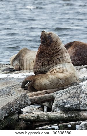 Rookery Northern Sea Lion Or Steller Sea Lion. Kamchatka, Avachinskaya Bay