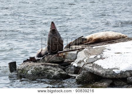 Rookery Steller Sea Lion Or Northern Sea Lion. Kamchatka Peninsula