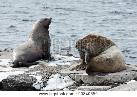 Rookery Northern Sea Lion Or Steller Sea Lion. Kamchatka Peninsula, Avachinskaya Bay