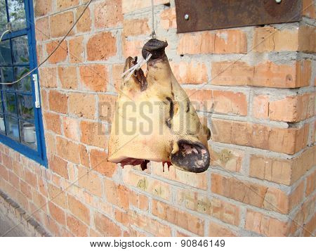 Pig Head