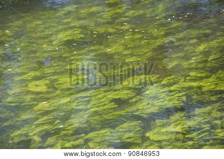 Abstract organic slimy substance with algae in the water