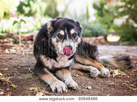  a senior mixed breed dog laying in the dirt of a front yard 