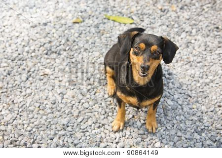 Black-brown Dachshund Sit Down.