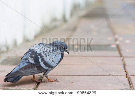 Bird Of A Pigeon Dove Grey Color Walking On Concrete.