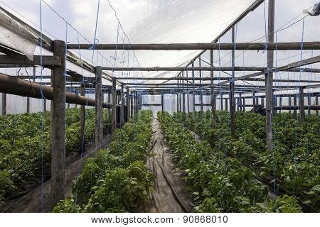 greenhouse