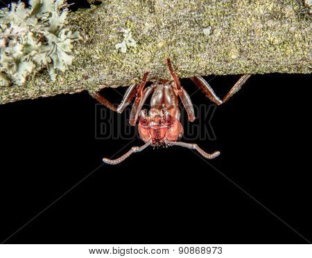 Ant Has Good Grip