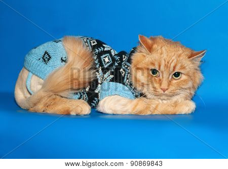 Ginger Bobbed Cat Sweater Lying On Blue