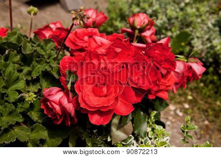 Dianthus