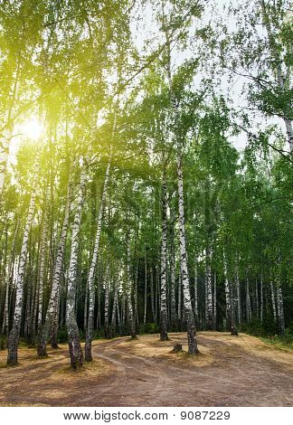 Vidoeiro árvores em uma floresta de verão sob o sol