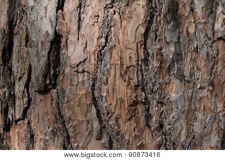 Pine Bark