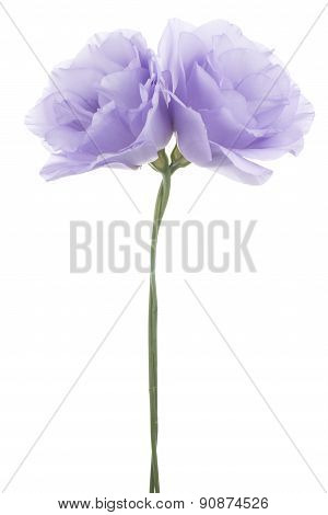 Eustoma