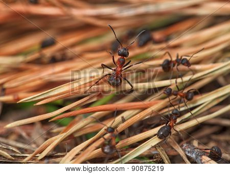 Black ants in the forest