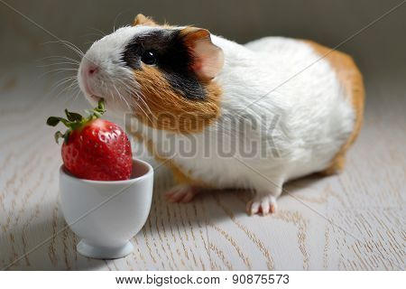 Guinea Pig Eating