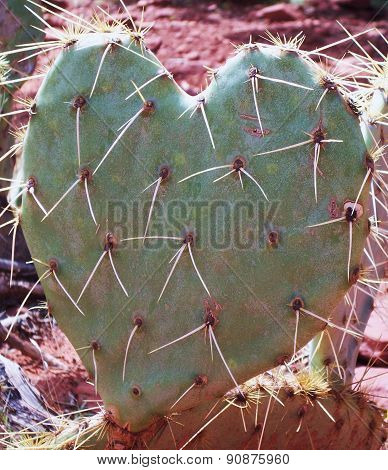 Heart Shaped Prickly Pear Cactus