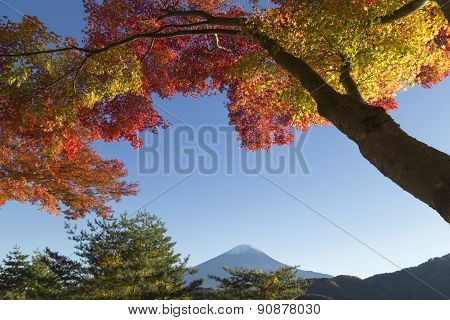 Maple Leaves Change To Autumn Color At Mt.fuji, Japan