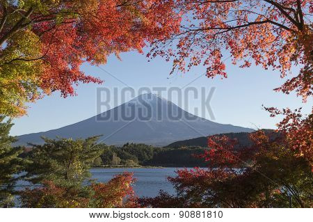 Maple Leaves Change To Autumn Color At Mt.fuji, Japan