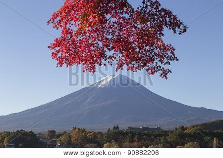 Maple Leaves Change To Autumn Color At Mt.fuji, Japan