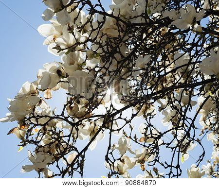 Magnolia With White Flowers