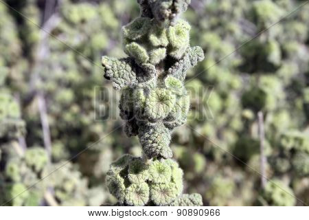 Ballota Philistaea