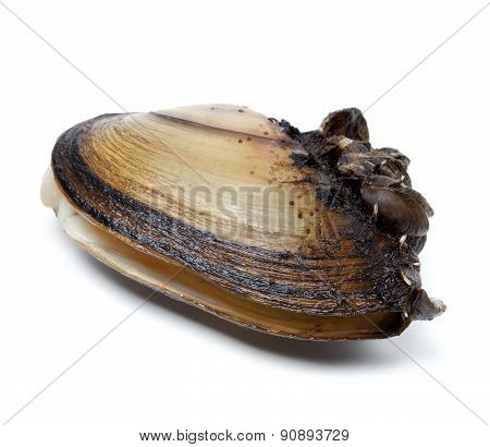 Anodonta (river Mussels) Covered With Small Mussels