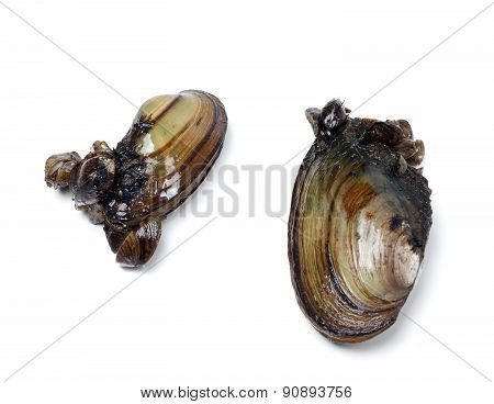 Two Anodontas (river Mussels) Overgrown With Small Mussels