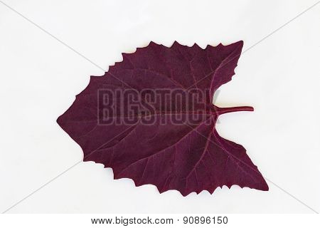 Red Orach, Atriplex Hortensis