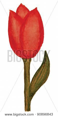 Watercolor Tulip