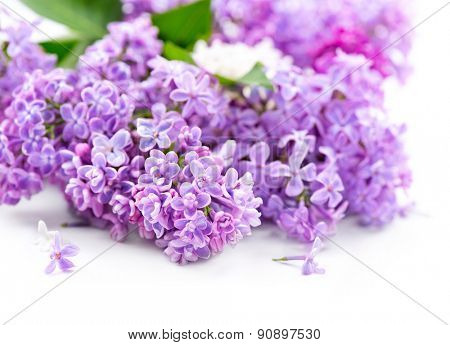 Lilac flowers bunch over white wooden background. Beautiful violet Lilac flower border design closeup. Copy space for your text