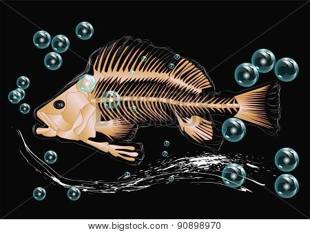 Fish Skeleton And Bubbles