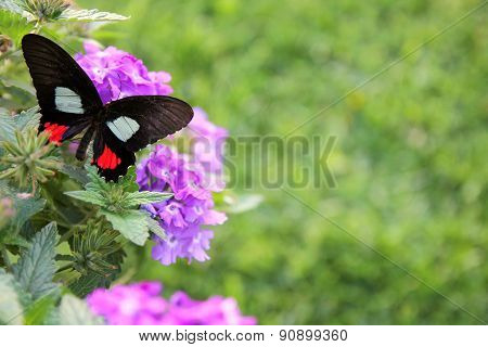 Back Butterfly On Purple Flowers Background