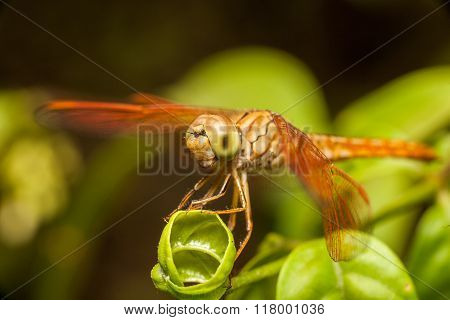 Dragonfly