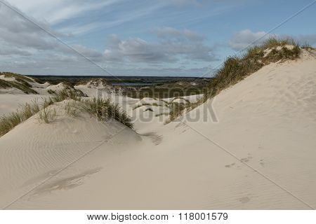 Lyme Grass In The Sand Dunes