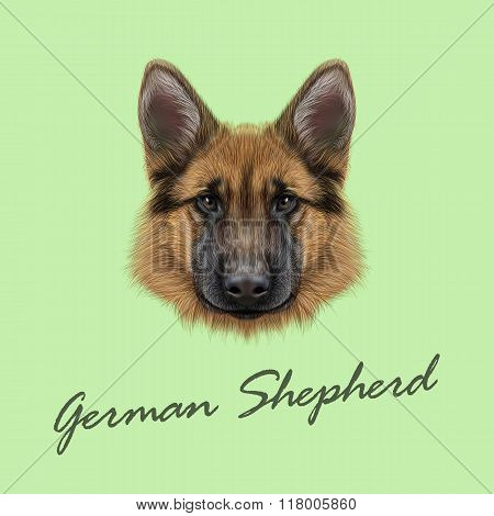 German Shepherd Dog